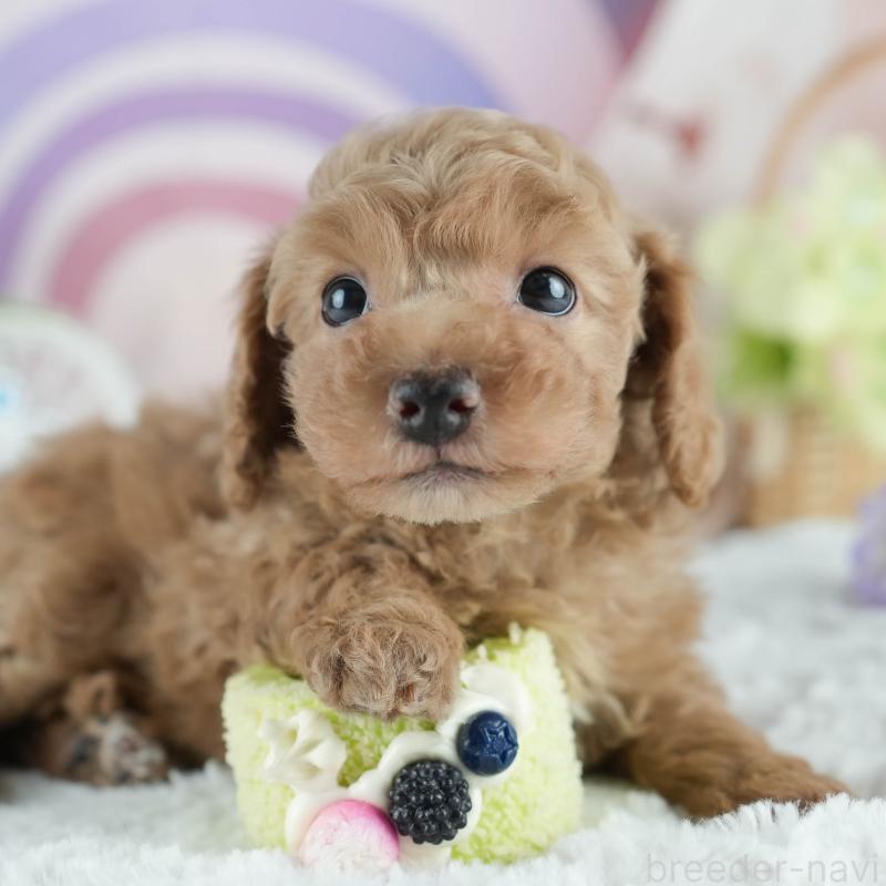 成約済の茨城県のトイプードル-413683の1枚目